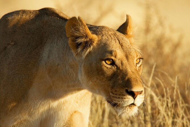 3 Days Tanzania Safari to Manyara Tarangire and Ngorongoro - Day 2: The Ngorongoro Crater payoff