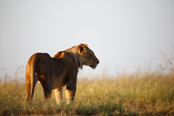 3 Days Tanzania Safari to Manyara Tarangire and Ngorongoro - Day 3: Lake Manyara’s birds and tree-climbing lions
