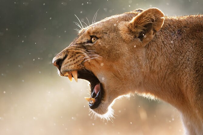 3 Days Tanzania Safari to Manyara Tarangire and Ngorongoro - Guides, food, and the practical side of the safari