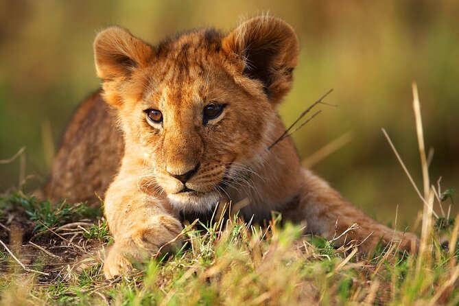 3 Days Tanzania Safari to Manyara Tarangire and Ngorongoro - Final call: a strong short safari with details to confirm