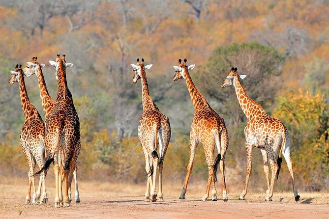 3-Days Tanzania Safari Tours - Day 2: A full game drive inside Ngorongoro Crater