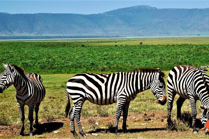 3 Days Tanzania Safari - Starting in Arusha at 7:30 am