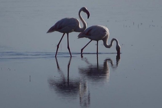 3 - Days Tanzania Wildlife Safari - Day One: Flamingos and Forest at Lake Manyara