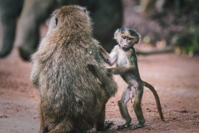 3 - Days Tanzania Wildlife Safari - What the Private Format Really Adds