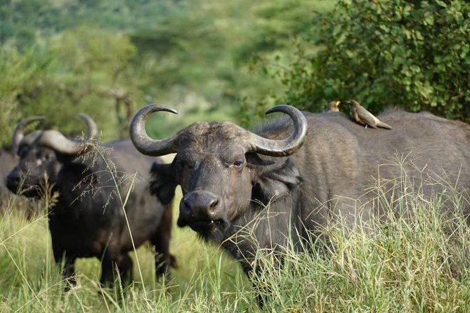 3 - Days Tanzania Wildlife Safari - Day Two: Inside the Ngorongoro Crater