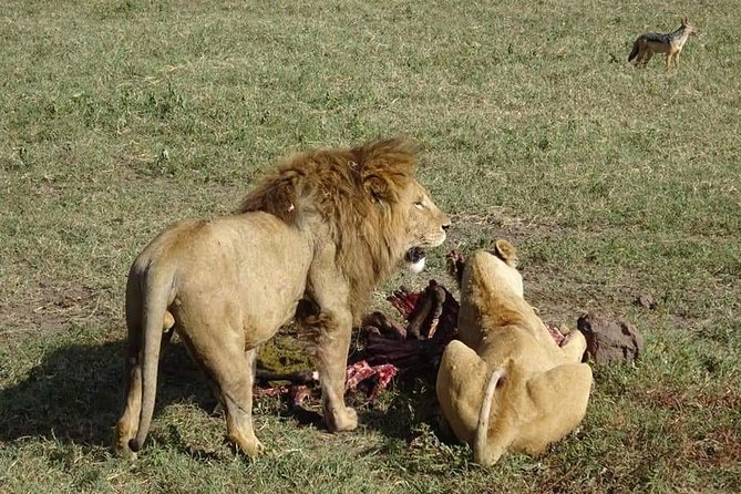 3 days Tarangire, Lake Manyara and Ngorongoro - Who should book this safari