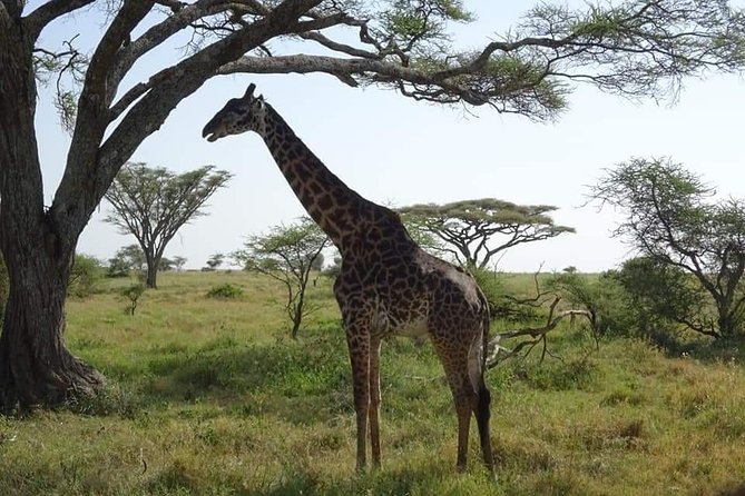 3 days Tarangire, Lake Manyara and Ngorongoro - Price, timing, and who gets the best value