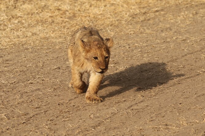 3 Days Tarangire, Ngorongoro & Lake Manyara Group Camping Safari - Three parks, three very different safari days