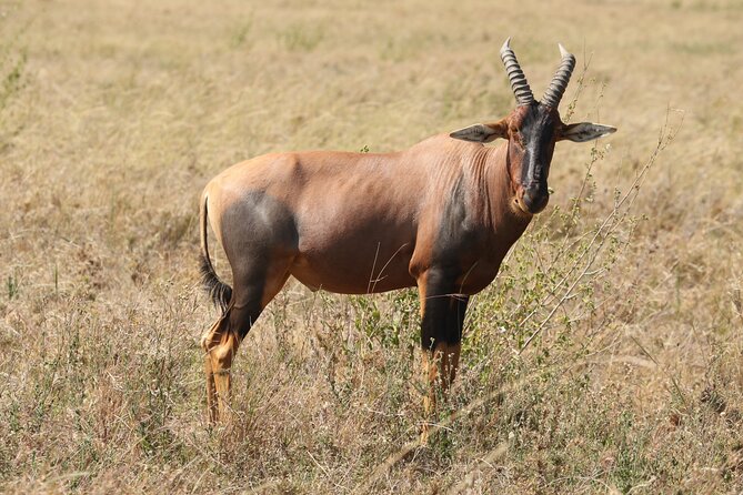 3 Days Tarangire, Ngorongoro & Lake Manyara Group Camping Safari - Day three: Lake Manyara’s forests, swamps, and birdlife