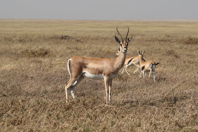 3 Days Tarangire, Ngorongoro & Lake Manyara Group Camping Safari - Camping at Twiga Campsite and included meals