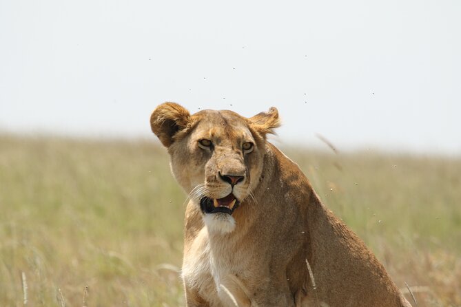 3 Days Tarangire, Ngorongoro & Lake Manyara Group Camping Safari - The value of a six-person safari at $700