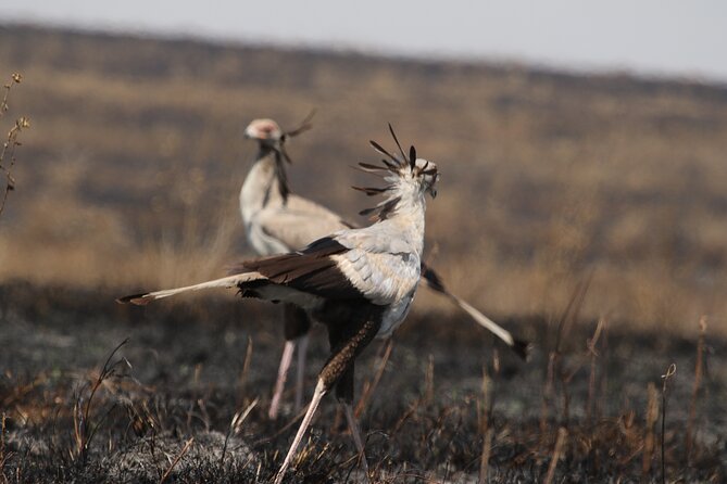 3 Days Tarangire, Ngorongoro & Lake Manyara Group Camping Safari - How demanding is the three-day schedule?