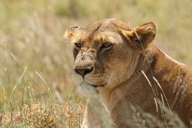 3 Days Tarangire, Ngorongoro & Lake Manyara Group Camping Safari - Who should choose this safari?