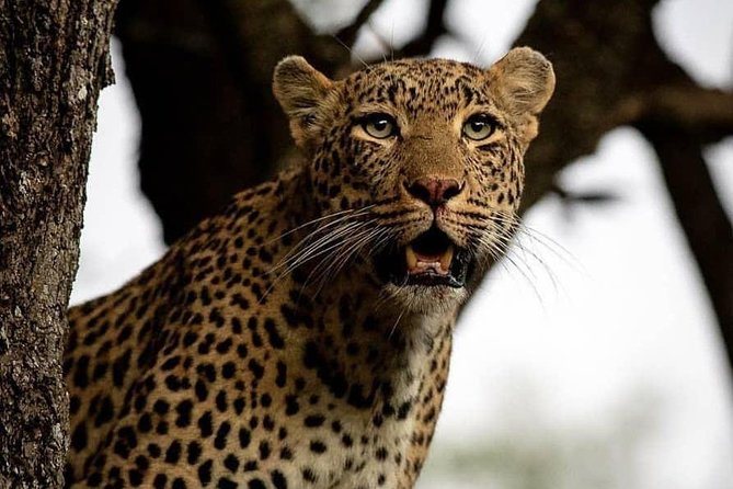 3 Days Unique safari Selous Game Reserve Tanzania - Key points to know before booking