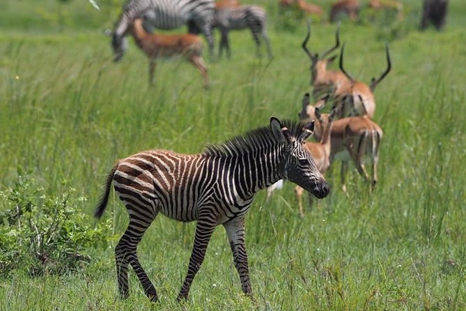 3 Days Unique safari Selous Game Reserve Tanzania - Why Selous makes a different safari choice
