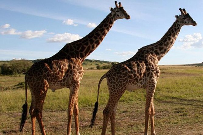 3Days Safari to Tarangire Ngorongoro and manyara lodge safari - Day 2: Ngorongoro Crater and the crater floor