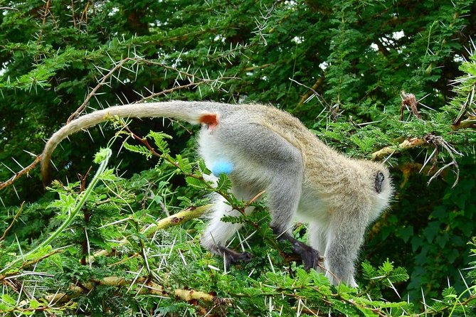 3Days Safari to Tarangire Ngorongoro and manyara lodge safari - Day 3: Lake Manyara’s forests, birds, and climbing lions