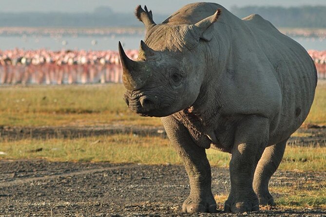 3Days Safari to Tarangire Ngorongoro and manyara lodge safari - How the small group and vehicle affect the experience