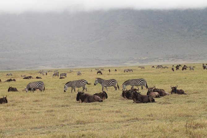 3Days Safari to Tarangire Ngorongoro and manyara lodge safari - What the strong points really mean