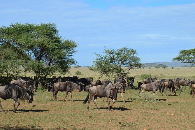 3Days Safari to Tarangire Ngorongoro and manyara lodge safari - Value at $645 per person