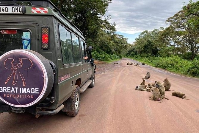 3days Serengeti National park and Ngorongoro Crater Tanzania Safari - Day 2: A morning game drive and the move toward Ngorongoro