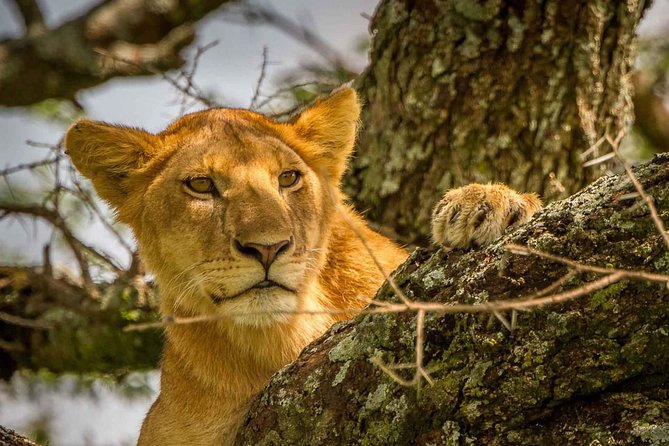 4 Day: Astonishing Group Safari - Day 2: The long road into Serengeti