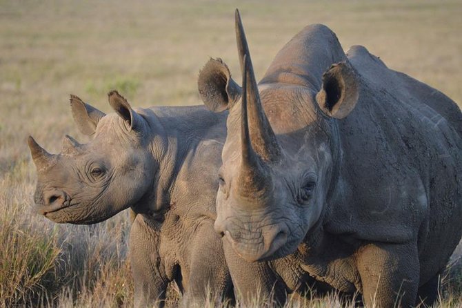 4 Day: Astonishing Group Safari - Group size, guide style, and comfort