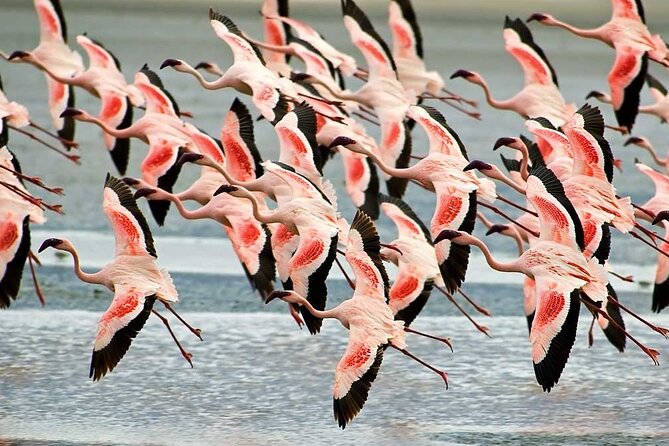 4-Day Basic Safari with Serengeti, Ngorongoro, & Tarangire - Camping, meals, and the practical side