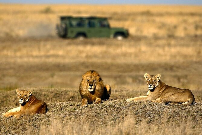 4-Day Basic Safari with Serengeti, Ngorongoro, & Tarangire - Day two: Crossing to the Serengeti