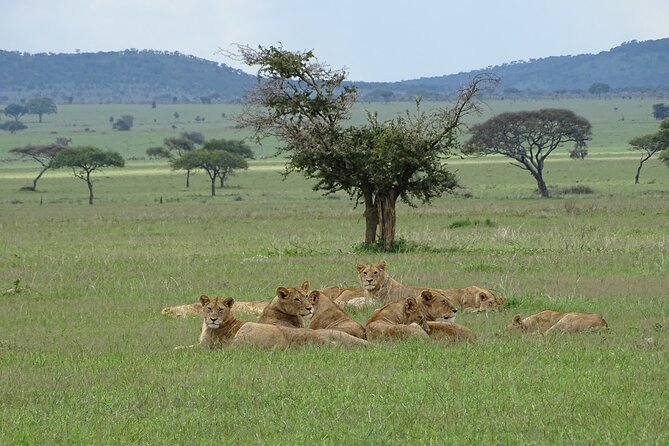 4-Day Camping on the Big Five Private Safari - Day 3: Morning wildlife and Olduvai Gorge