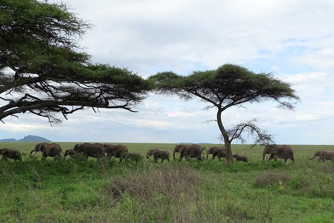 4-Day Camping on the Big Five Private Safari - Camping, meals, and what the price covers