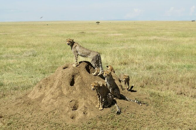 4-Day Camping on the Big Five Private Safari - Who should book this safari?