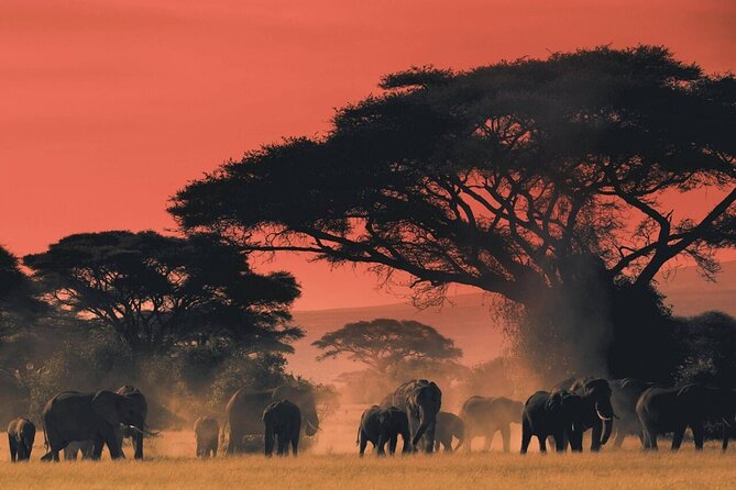 4-Day fascinating Camping Safari in Tanzania - Three parks, one compact safari route