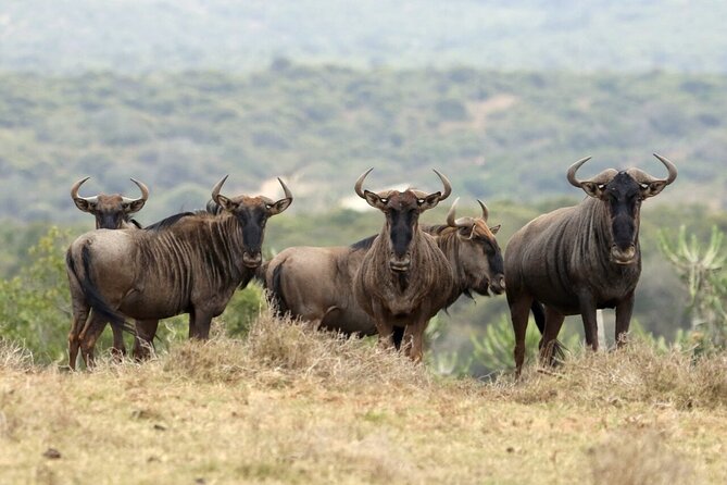4-Day fascinating Camping Safari in Tanzania - Day two: The long road to central Serengeti