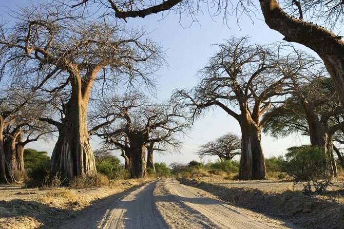 4-Day fascinating Camping Safari in Tanzania - Day three: Leaving the plains for Ngorongoro