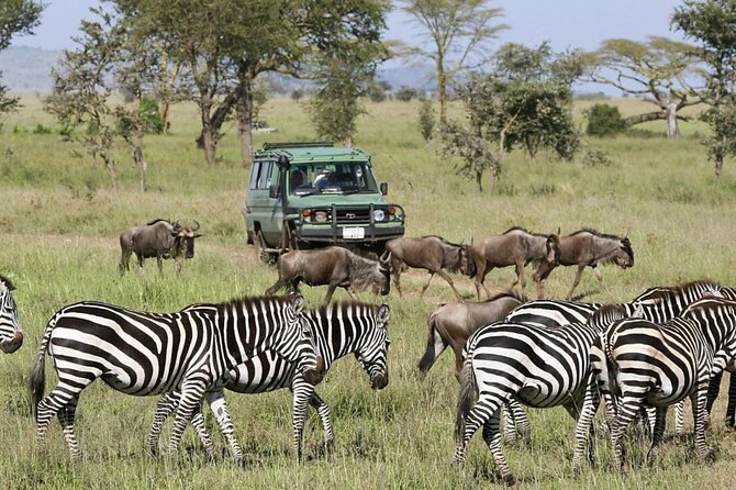 4-Day fascinating Camping Safari in Tanzania - Day four: Down into Ngorongoro Crater
