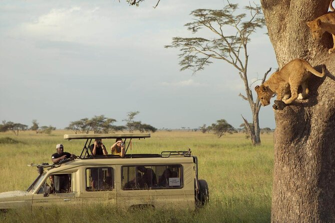4 Day Great Migration Safari Serengeti & Ngorongoro Crater - What this four-day safari really covers