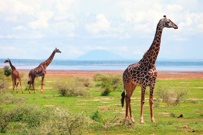 4 Day Great Migration Safari Serengeti & Ngorongoro Crater - Day 3: More Serengeti, then a night near the crater
