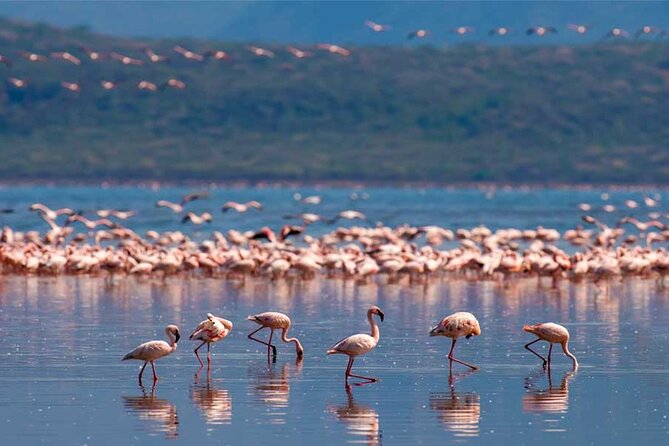 4 Day Great Migration Safari Serengeti & Ngorongoro Crater - Is $2,680 a fair price?