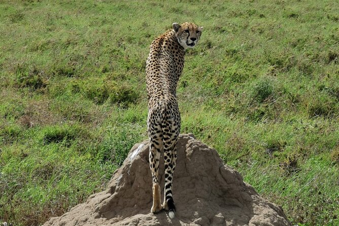 4-Day Lodge Private Tour to Tarangire, Serengeti and Ngorongoro - Three famous parks in four demanding days