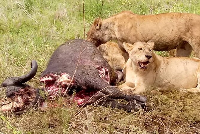 4-Day Lodge Private Tour to Tarangire, Serengeti and Ngorongoro - Lodges, meals, water, and practical comfort