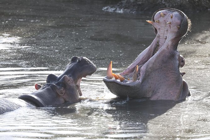 4-Day Lodge Private Tour to Tarangire, Serengeti and Ngorongoro - Who should book this safari?