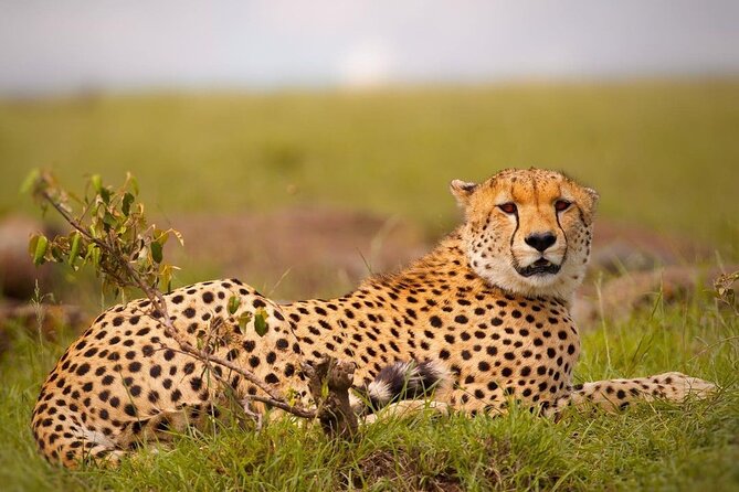 4-Day Majestic Group Tour in Safari - Day 3: Ngorongoro Crater and a serious wildlife morning