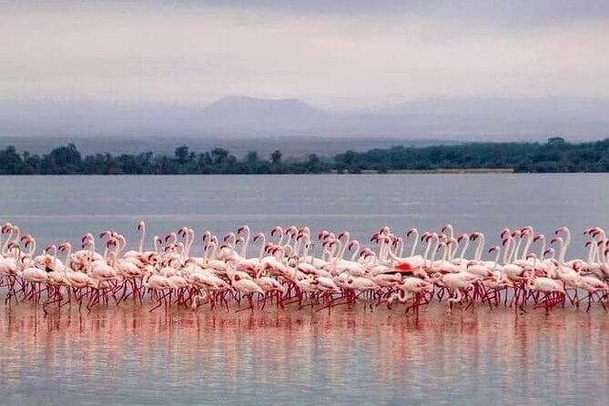 4-Day Majestic Group Tour in Safari - Day 4: Lake Manyara, flamingos, and a Maasai visit