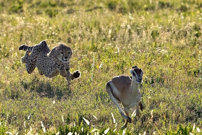 4-Day Majestic Group Tour in Safari - Guides, group size, and the style of service