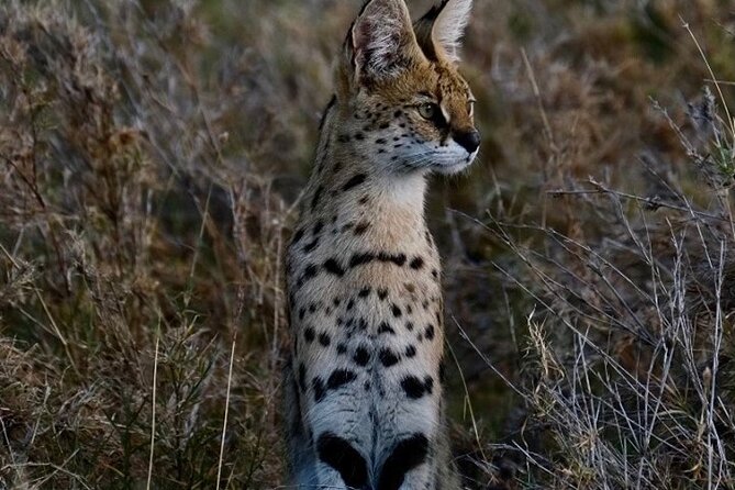 4-Day Majestic Group Tour in Safari - What to pack and what to clarify