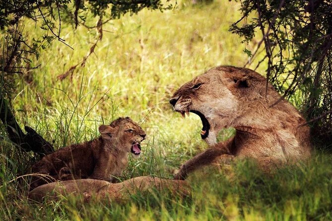 4-Day Manyara Serengeti and Ngorongoro Wonders Budget Safari Tour - Day 1: Lake Manyara’s birds and tree-climbing lions