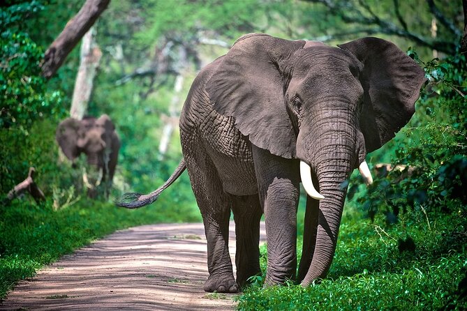 4-Day Manyara Serengeti and Ngorongoro Wonders Budget Safari Tour - Day 4: Descending into Ngorongoro Crater