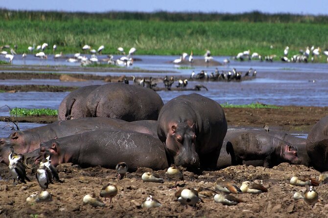 4-Day Manyara Serengeti and Ngorongoro Wonders Budget Safari Tour - Who will like this four-day safari