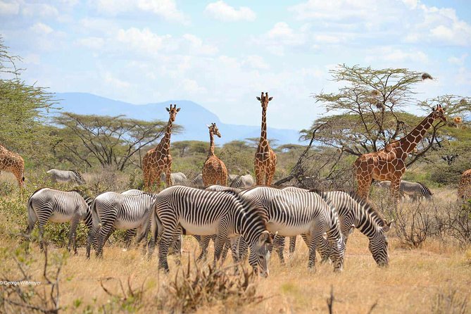 4 Day Mid-range Serengeti Safari - Day 2: The long road into central Serengeti